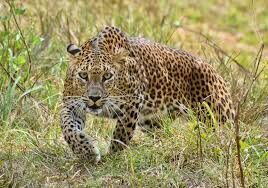 leopard-killed-old-age-man-in-rudraprayag