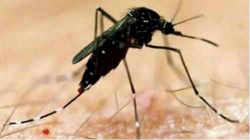 डेंगू का कहर, रायपुर में मिले 500 से ज्यादा मरीज, कोटद्वार में दो की मौत