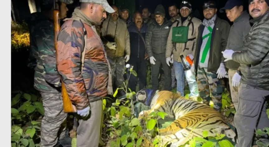 ढेला रेंज में तीन महिलाओं का शिकार करने वाला बाघ पकड़ा गया