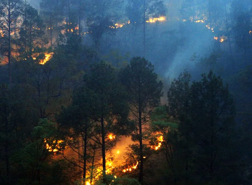 धूं-धूं कर जल रहे हैं जंगल, 5 लोगों की जा चुकी है जान, सीएम ने जिलाधिकारियों को दिए निर्देश