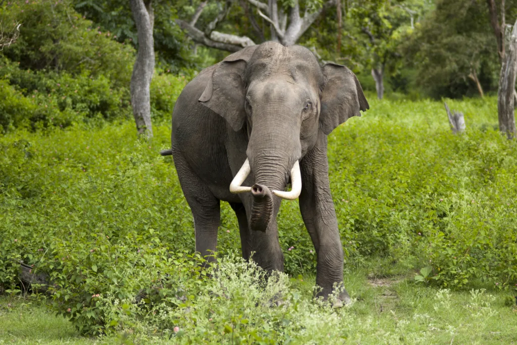 Elephas